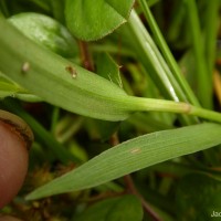 Murdannia dimorphoides subsp. dimorphoides Faden